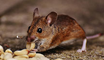 24 Hour & Emergency Exterminators in Suffield, CT
